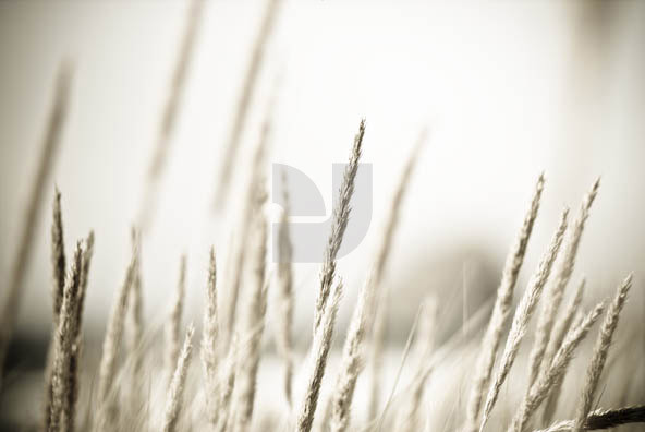 Grass Grass