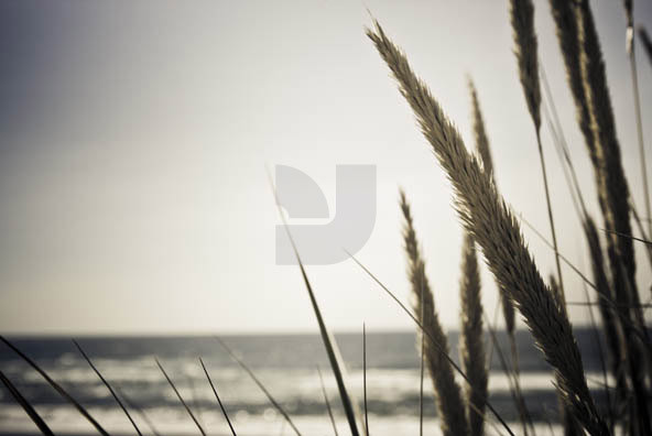 Grass Grass