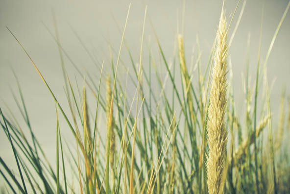 Grass Grass