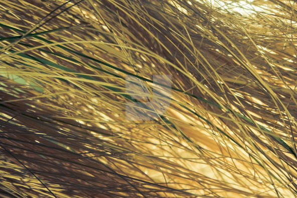 Grass 02 Grass 02