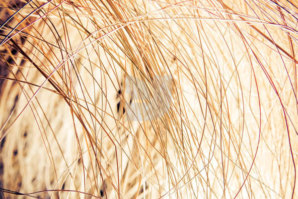Grass 02 Grass 02