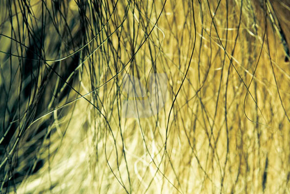Grass 02 Grass 02