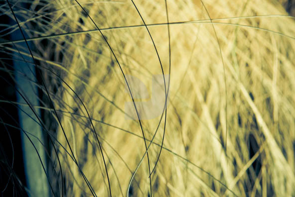 Grass 02 Grass 02
