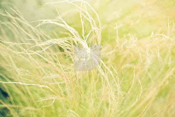 Grass 02 Grass 02