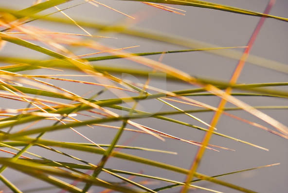 Grass 02 Grass 02