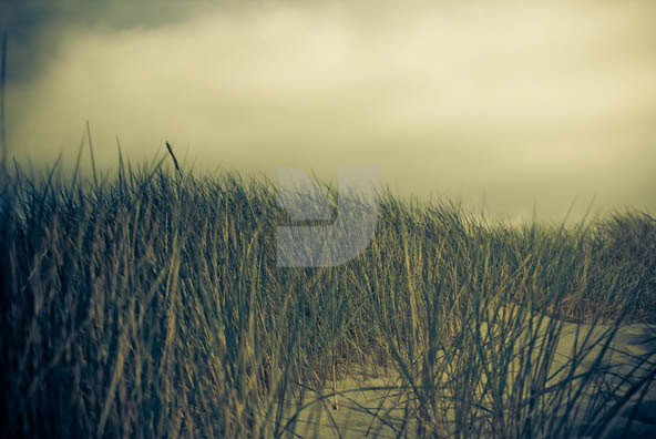 Grass 02 Grass 02
