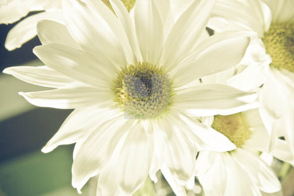 Botanicals Vintage 03 Botanicals Vintage 03