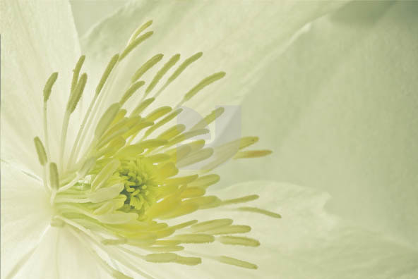 Botanicals Vintage 03 Botanicals Vintage 03