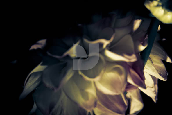Botanicals Vintage 03 Botanicals Vintage 03