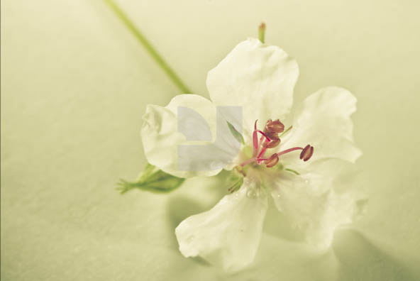 Botanicals Vintage 03 Botanicals Vintage 03