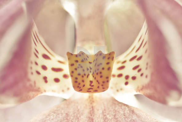 Botanicals Vintage 03 Botanicals Vintage 03