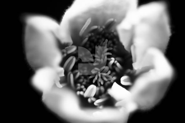 Botanicals Vintage 03 Botanicals Vintage 03