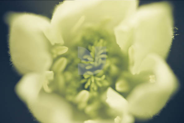 Botanicals Vintage 03 Botanicals Vintage 03
