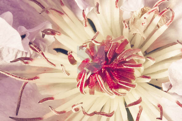 Botanicals Vintage 03 Botanicals Vintage 03