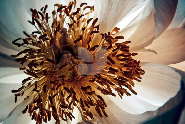 Botanical Images Botanical Images