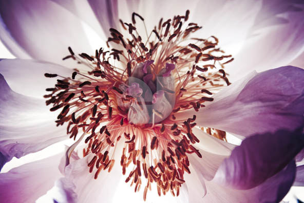 Botanical Images Botanical Images