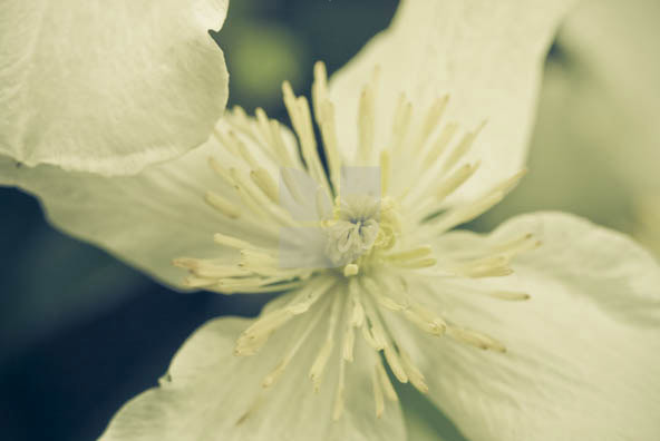 Botanical Images 02 Botanical Images 02