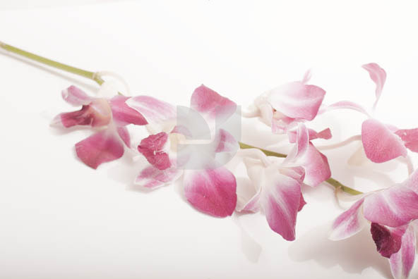 Orchid 02 Orchid 02