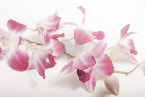 Orchid 02 Orchid 02