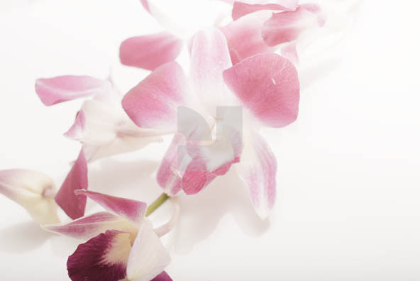 Orchid 02 Orchid 02
