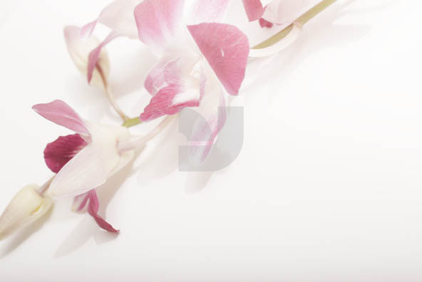 Orchid 02 Orchid 02
