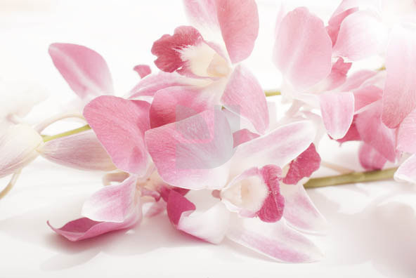 Orchid 02 Orchid 02