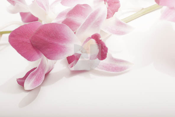 Orchid 02 Orchid 02