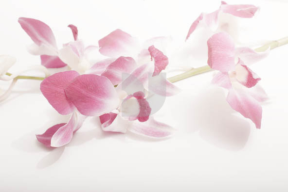 Orchid 02 Orchid 02