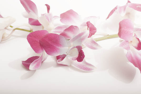 Orchid 02 Orchid 02