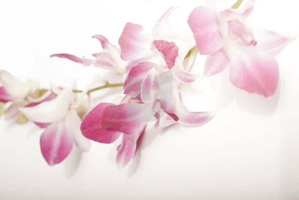Orchid 02 Orchid 02