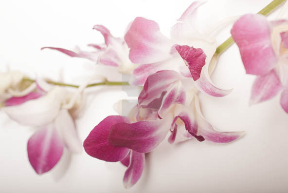 Orchid 02 Orchid 02