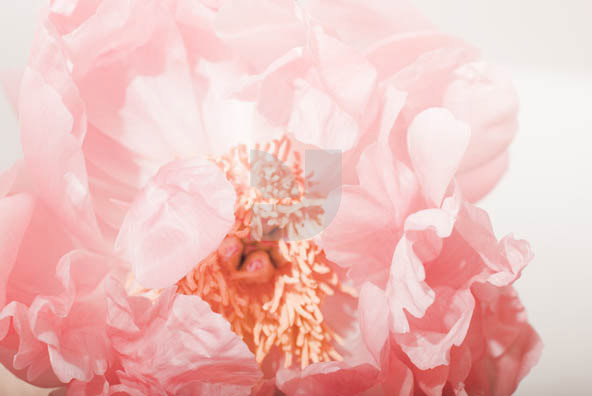 Botanicals 04 Botanicals 04
