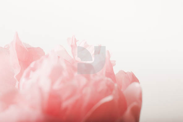 Botanicals 04 Botanicals 04