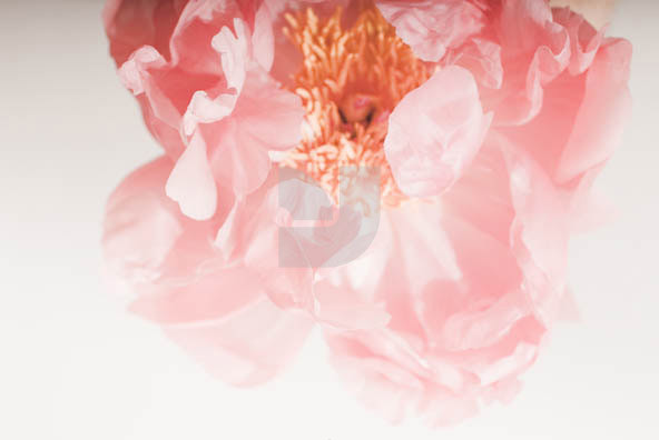 Botanicals 04 Botanicals 04