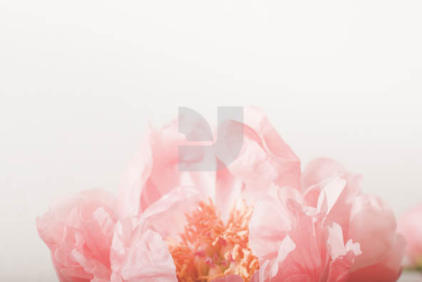 Botanicals 04 Botanicals 04