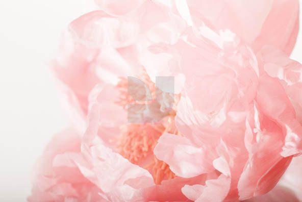 Botanicals 04 Botanicals 04