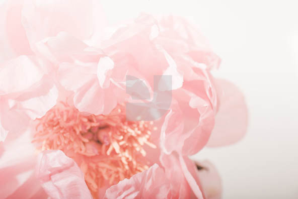 Botanicals 04 Botanicals 04