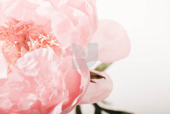Botanicals 04 Botanicals 04