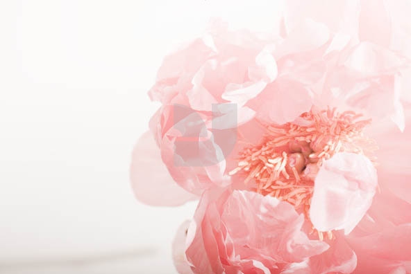 Botanicals 04 Botanicals 04