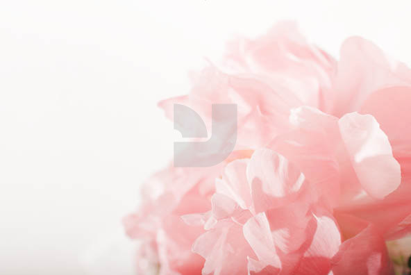 Botanicals 04 Botanicals 04
