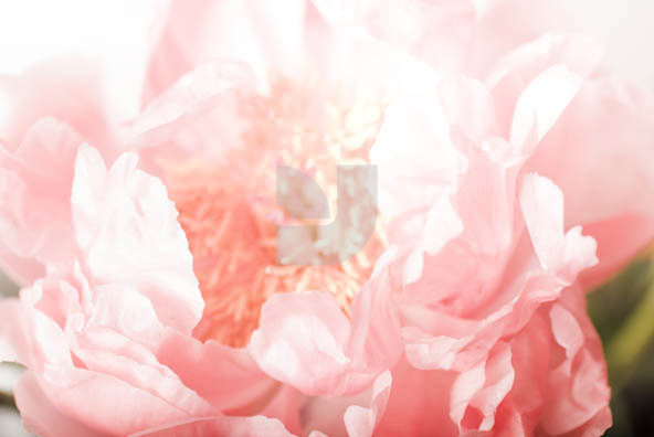 Botanicals 04 Botanicals 04