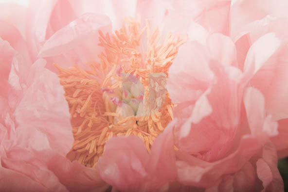 Botanicals 04 Botanicals 04