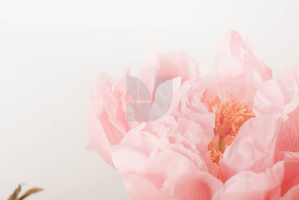 Botanicals 04 Botanicals 04