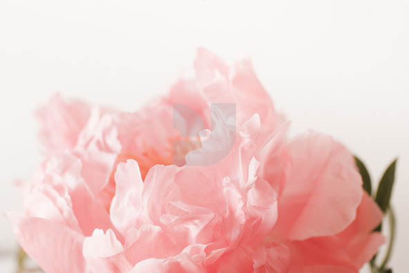 Botanicals 04 Botanicals 04