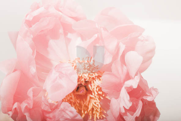 Botanicals 04 Botanicals 04