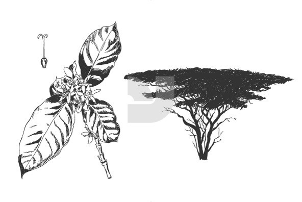 Sketches of Africa 6