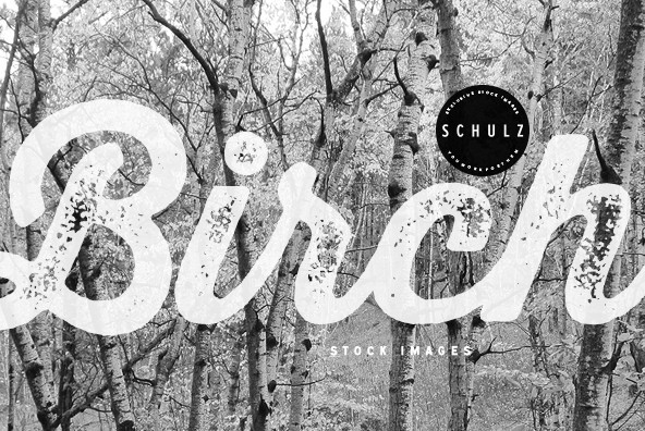 Birch Trees Birch Trees