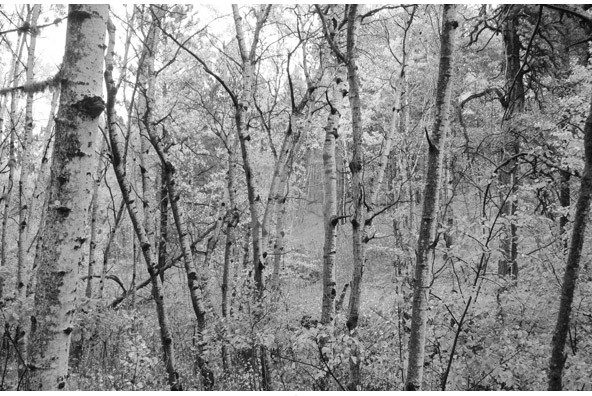 Birch Trees Birch Trees