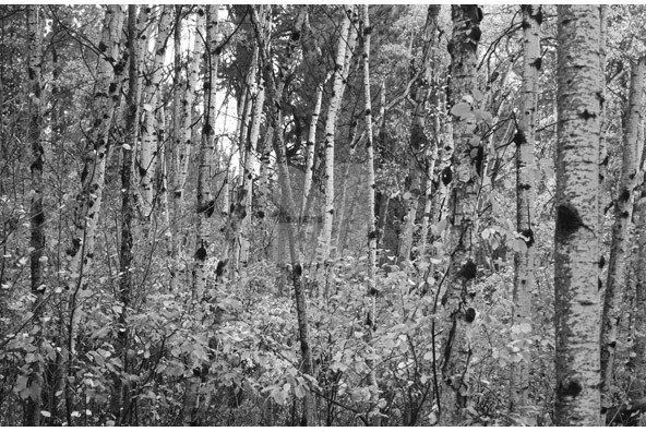 Birch Trees Birch Trees