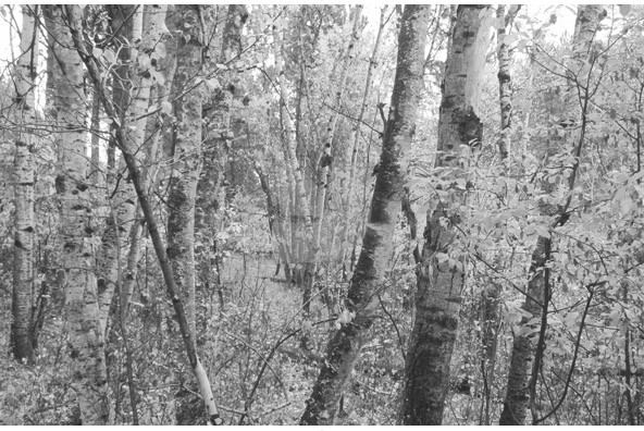 Birch Trees Birch Trees
